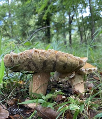 Boletaceae