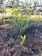 Waitzia acuminata acuminata