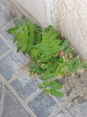 Ailanthus altissima