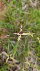 Caladenia leptochila