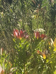 Leucadendron sessile