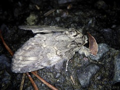 Peridea gigantea