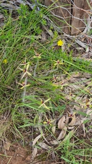 Caladenia leptochila