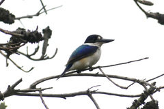 Todiramphus macleayii