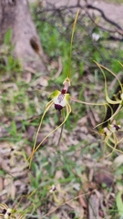 Caladenia tentaculata