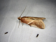 Acrobasis ferruginella