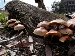 Gymnopilus
