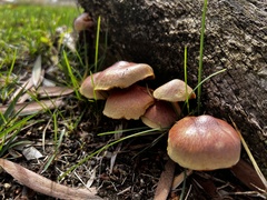 Gymnopilus