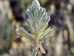 Ptilotus polystachyus