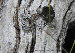 Cryptoblepharus pulcher