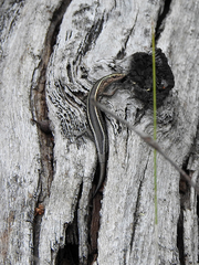 Cryptoblepharus pulcher