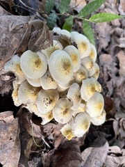 Pholiota terrestris