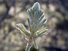 Ptilotus polystachyus