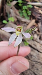Caladenia