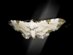 Tyloptera bella bella