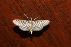 Spilomela pantheralis