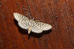 Spilomela pantheralis
