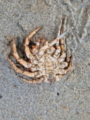 Maja brachydactyla