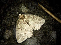 Dindica virescens