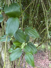 Smilax zeylanica