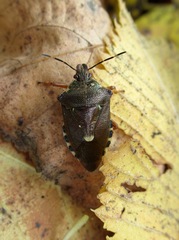 Pinthaeus sanguinipes