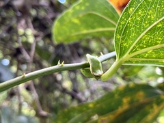 Smilax zeylanica