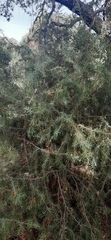 Juniperus oxycedrus