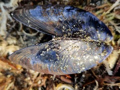 Mytilus edulis