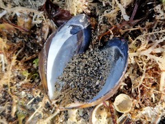 Mytilus edulis