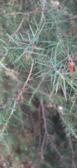 Juniperus oxycedrus