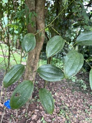 Smilax zeylanica