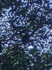 Ptilinopus magnificus