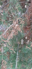 Juniperus oxycedrus