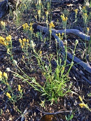 Ptilotus polystachyus