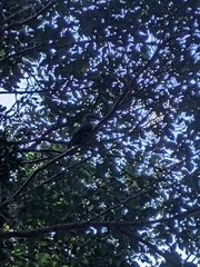 Ptilinopus magnificus