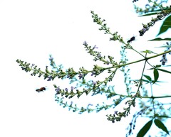 Megachile umbripennis