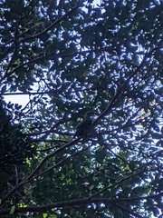 Ptilinopus magnificus