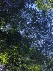 Ptilinopus magnificus