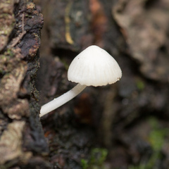 Hemimycena