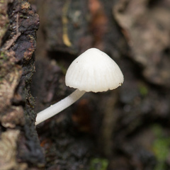 Hemimycena