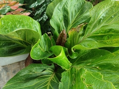 Anthurium jenmanii