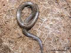 Uropeltis phipsonii