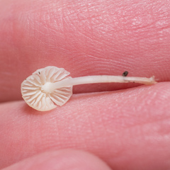 Hemimycena
