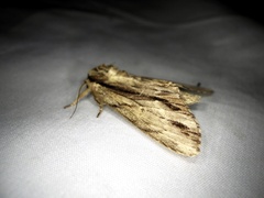 Shaka atrovittatus