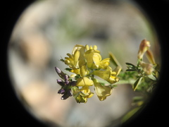 Medicago falcata