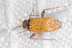 Phytocoris ramosus