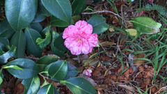 Camellia japonica