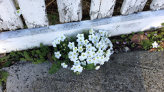 Arabis caucasica