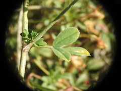 Medicago falcata