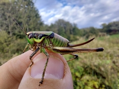 Eupholidoptera chabrieri